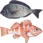 ΚΟΛΥΜΒΗΣΗ ΜΕ<br>ΑΝΑΠΝΕΥΣΤΉΡΑ